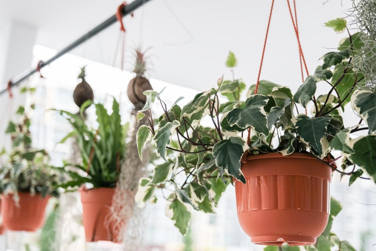 Comfy Sofy 21- Backyard Garden- Night Market Area คาเมรอนไฮแลนด์ ภายนอก รูปภาพ